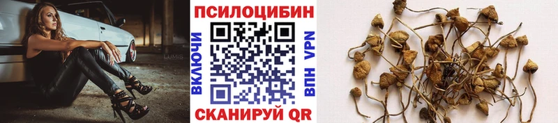 Галлюциногенные грибы прущие грибы  блэк спрут как зайти  Фокино  где можно купить наркотик 